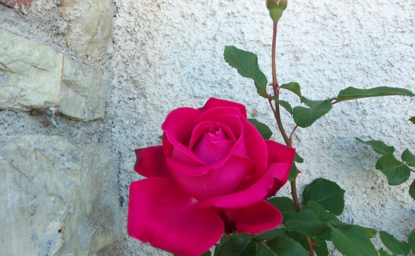 Oggi primo giorno diAntonio in ospedale a Cori,chissa la…